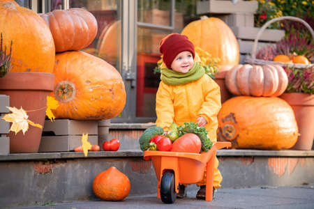 A kid in a yellow overalls drives a toy car filled with vegetables among large pumpkins at the fall fair.の写真素材