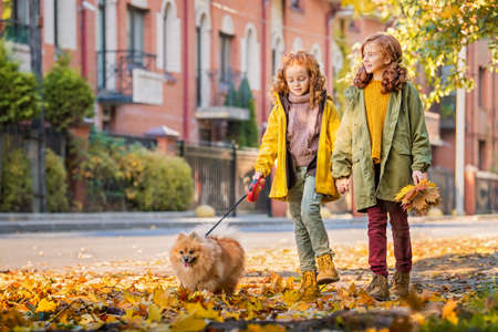 Two red-haired girls are walking down the street on a sunny autumn day. Walking with small fluffy Pomeranian dog.の写真素材