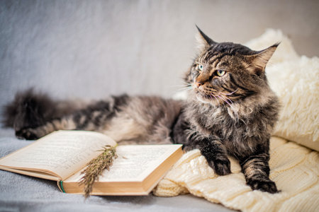 A brutal Maine Coon cat lies next to a book on a knitted sweater in a cozy atmosphereの写真素材