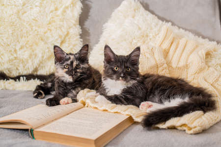 two Maine Coon kittens are playing lying on a knitted sweater next to an open book in a cozy atmosphereの写真素材