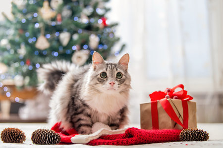 Christmas cat. Portrait of a fat fluffy cat next to a gift box on the background of Christmas tree and lights of garlands.の写真素材