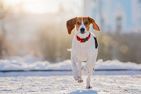 Portrait of american beagle dog running through snow to camera in park winter