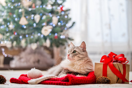 Christmas cat. Portrait of a fat fluffy cat next to a gift box on the background of Christmas tree and lights of garlands.の写真素材