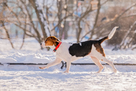 Portrait of american beagle dog running through snow to camera in park winterの写真素材