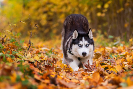 blue-eyed black and white siberian husky stretches in yellow leaves in autumn parkの写真素材