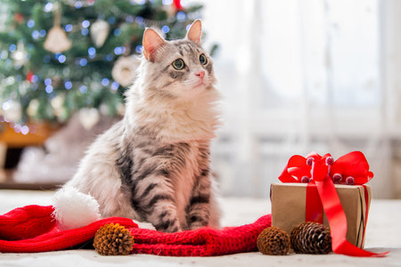 Christmas cat. Portrait of a fat fluffy cat next to a gift box on the background of Christmas tree and lights of garlands.の写真素材
