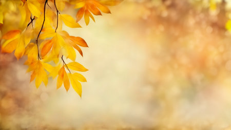 Autumn leaves decorate beautiful natural bokeh background, panorama wide format, copy spaceの写真素材