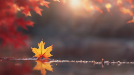 autumn banner with red and yellow maple leaves reflecting in water with soft focus and light, background, bokeh. copy spaceの写真素材