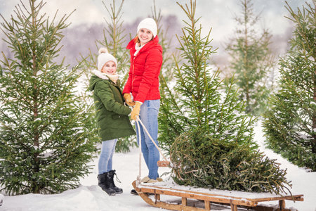 Mom and daughter are carrying a Christmas tree chosen from a nursery on sleigh.の写真素材