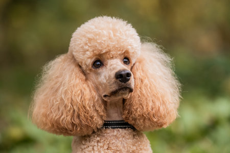 Close-up portrait of adorable apricot poodle head and face looking straight ahead, outside, in autumn park. Lifestyleの写真素材