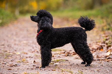 Full-length portrait of obedient trained black poodle dog standing in a stand in autumn park. Lifestyle.の写真素材