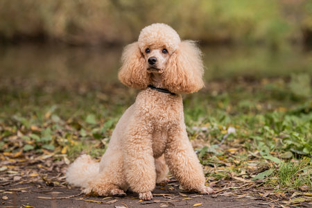full-length portrait of obedient trained sitting apricot poodle dog in autumn park. Lifestyle.の写真素材