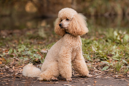 full-length portrait of obedient trained sitting apricot poodle dog in autumn park. Lifestyle.の写真素材