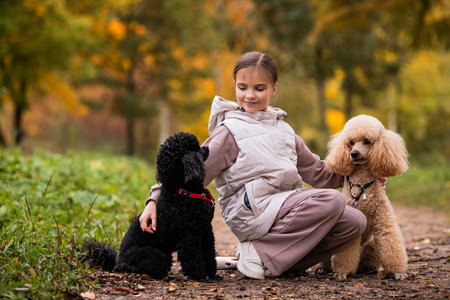 Cute little girl walking with two peach and black poodle dogs in autumn park.の写真素材