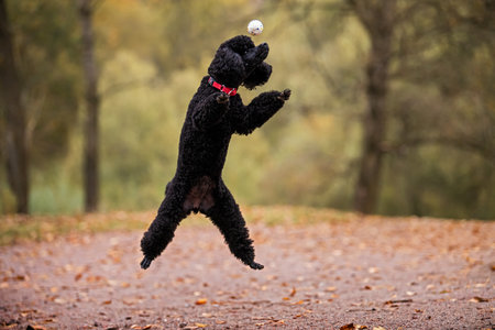 Happy fluffy poodle dog jumping to the ball in autumn park, personifying the essence of play and happiness. Lifestyle.の写真素材