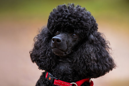 Close-up portrait of adorable black poodle head and muzzle looking sideways, outside, in autumn park. Lifestyleの写真素材