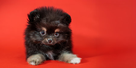 Portrait of cute little black Pomeranian puppy sits on a red background. Fluffy puppy close-upの写真素材