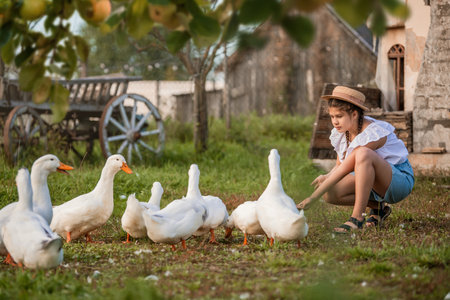 young girl feeds a group of white ducks and geese in a rural setting surrounded by nature and farm elementsの写真素材