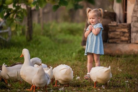 Cheerful little girl in blue dress happily playing with ducks and geese on green farm meadow during golden sunset creating warm and idyllic rural sceneの写真素材