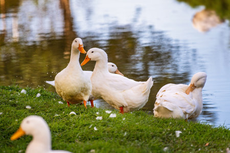 A group of ducks are standing in a grassy area by a body of water. The ducks are white and appear to be restingの写真素材