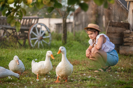 young girl feeds a group of white ducks and geese in a rural setting surrounded by nature and farm elementsの写真素材