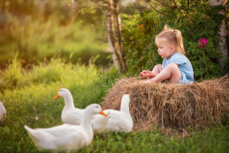 Cheerful little girl in blue dress happily playing with ducks and geese on green farm meadow during golden sunset creating warm and idyllic rural sceneの写真素材