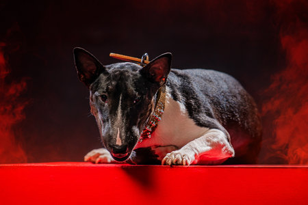 Bull Terrier with an intense expression on a vibrant red platform, highlighting its sleek appearance and distinctive features against a dramatic backdrop. Focus on intensity and emotionの写真素材