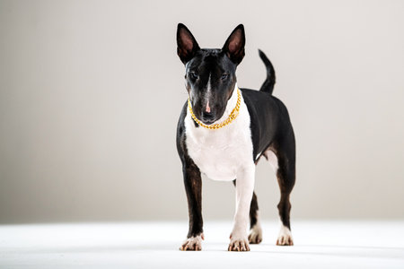 Black and white bull terrier standing confidently wearing a gold chain collar against a plain background. The dog displays a poised and attentive postureの写真素材