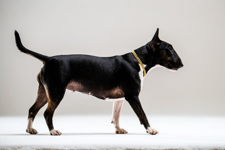 Bull Terrier wearing a chain stands confidently against a neutral background. Its posture and alert expression suggest elegance and strength, capturing the breed's distinct characterの写真素材