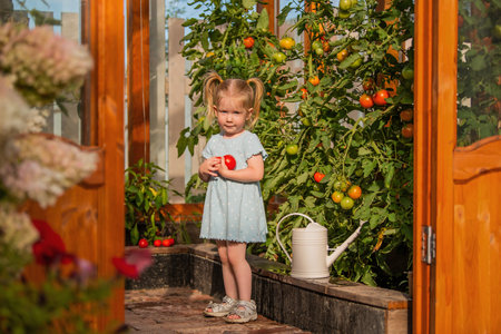 little girl in a blue dress stands near a greenhouse, holding freshly picked tomatoes. The sunlight highlights her happy expression and the bright colors of the gardenの写真素材