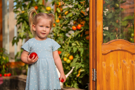 little girl in a blue dress stands near a greenhouse, holding freshly picked tomatoes. The sunlight highlights her happy expression and the bright colors of the gardenの写真素材