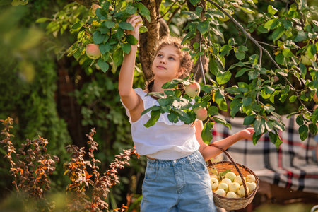young girl in a straw hat stands under an apple tree, carefully picking a ripe apple into a wicker basket full of yellow applesの写真素材