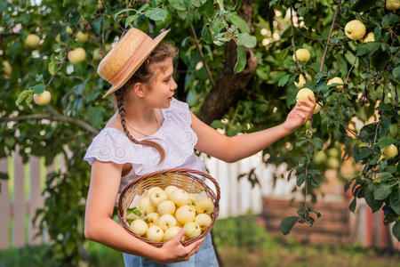 young girl in a straw hat stands under an apple tree, carefully picking a ripe apple into a wicker basket full of yellow applesの写真素材