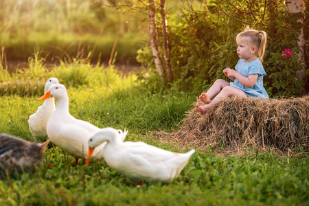 Cheerful little girl in blue dress happily playing with ducks and geese on green farm meadow during golden sunset creating warm and idyllic rural sceneの写真素材