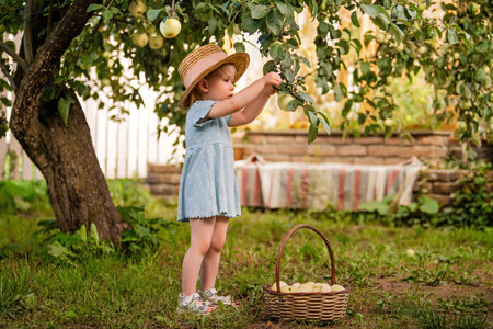 young girl in a blue dress and a straw hat stands under an apple tree, carefully picking a ripe apple. A wicker basket full of yellow apples sits on the grass next to herの写真素材