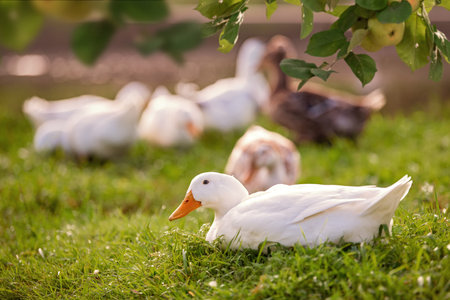 A group of ducks are standing in a grassy area by a body of water. The ducks are white and appear to be restingの写真素材