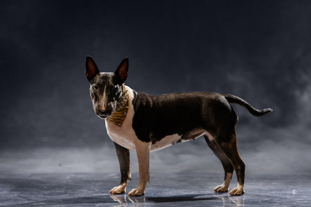 Bull Terrier stands on a glossy studio floor wearing a fashionable collar, capturing a moment of attentive alertness and poised elegance against a dark backdropの写真素材