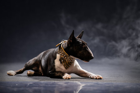 bull terrier lies on the studio floor, wearing a fashionable collar, capturing a moment of attentive alertness and poised elegance against a dark background.の写真素材