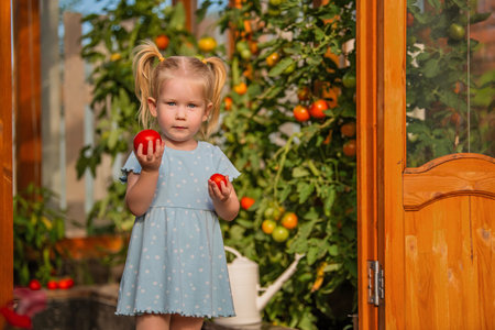 little girl in a blue dress stands near a greenhouse, holding freshly picked tomatoes. The sunlight highlights her happy expression and the bright colors of the gardenの写真素材