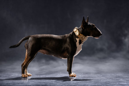 Bull Terrier stands on a glossy studio floor wearing a fashionable collar, capturing a moment of attentive alertness and poised elegance against a dark backdropの写真素材