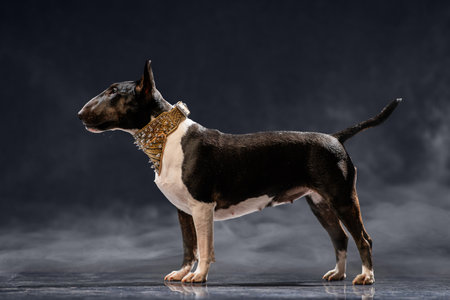Bull Terrier stands on a glossy studio floor wearing a fashionable collar, capturing a moment of attentive alertness and poised elegance against a dark backdropの写真素材