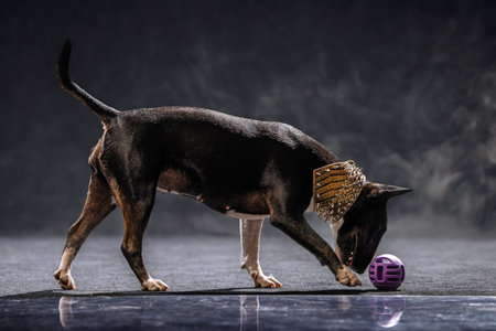 black and white bull terrier dog with an ornate collar plays with a purple ball in motion on a dark floor. The scene captures the dog's curiosity and concentration.の写真素材