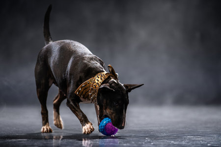 black and white bull terrier dog with an ornate collar plays with a purple ball in motion on a dark floor. The scene captures the dog's curiosity and concentration.の写真素材