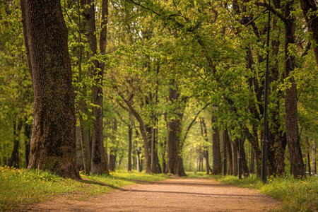 Forest pathway winds through lush green trees, creating a serene and tranquil atmosphere. Sunlight filters through the leaves, illuminating the natural scene and providing a peaceful escapeの写真素材