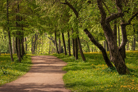 Serene forest pathway surrounded by lush green trees and dappled sunlight. This peaceful natural setting is perfect for a leisurely walk or a quiet moment of reflectionの写真素材