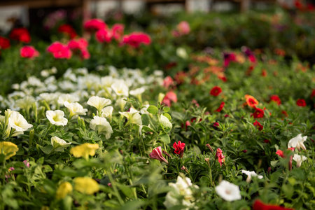 A bright flowerbed in full bloom in a greenhouseの写真素材