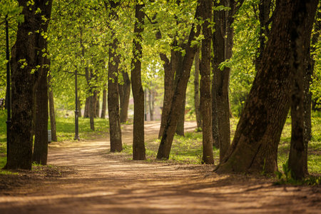 Forest pathway winds through lush green trees, creating a serene and tranquil atmosphere. Sunlight filters through the leaves, illuminating the natural scene and providing a peaceful escapeの写真素材