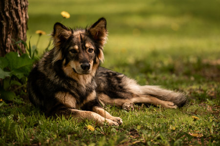 Dog with thick fur lying in green grass near a tree on a sunny day, displaying a calm and relaxed...