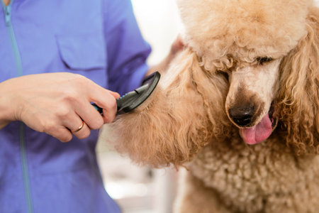 Poodle receiving grooming services at a salon. A person brushes the dog's fur using a specialized pet tool. The poodle appears calm and content during the grooming sessionの写真素材