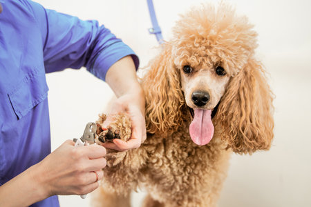A poodle dog receives nail trimming from a groomer using clippers. The dog appears calm, showcasing a relaxed expression, highlighting care and pet grooming routineの写真素材